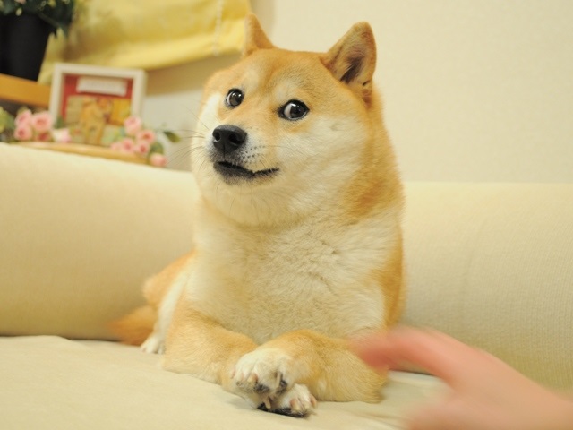 「Doge」かぼすちゃん写真NFT